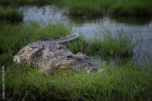 Nile Crocodile (Crocodylus niloticus) Lurking in Thick Grasslands of Botswana Wetlands