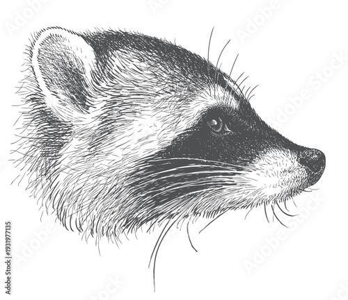 Raccoon head, animal portrait profile, realistic sketch, vector hand drawn illustration isolated on white background