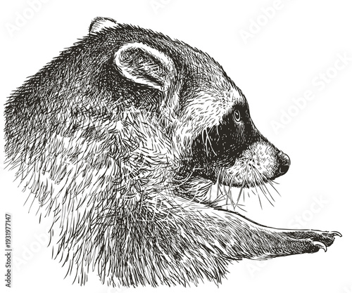 Raccoon head, paw with claws, animal portrait profile, realistic sketch, vector hand drawn illustration isolated on white background