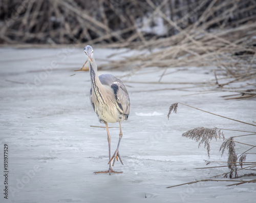 great blue heron ardea cinerea