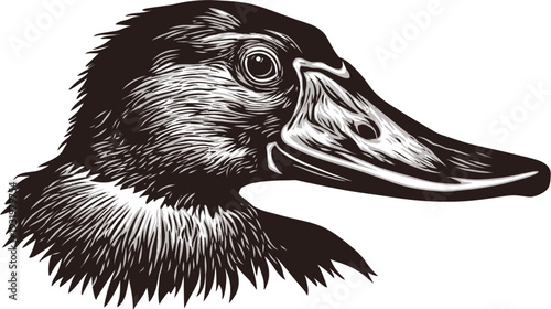 A detailed monochrome illustration of a duck's head, showcasing the beak, eye, and feather detail
