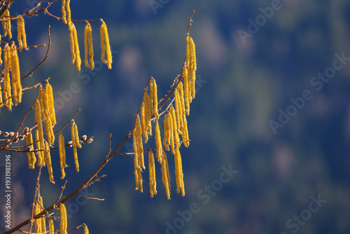 Erlenblüten im Frühjahr