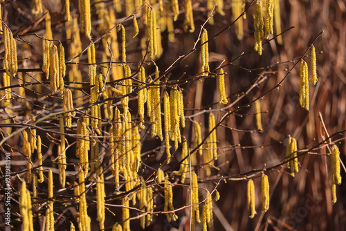 Erlenblüten im Frühjahr