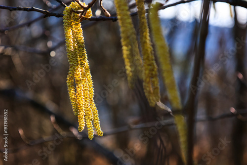 Erlenblüten im Frühjahr