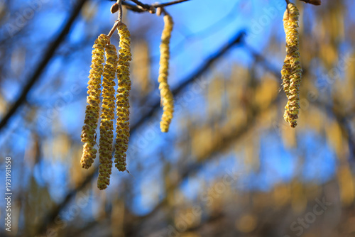 Erlenblüten im Frühjahr