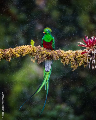 Konstfotografi Resplendent quetzal (Pharomachrus mocinno)