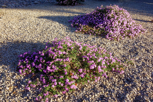 Tablou pe pânză Desert style xeriscaped grounds featuring flowering Lantana Montevidensis or Tra