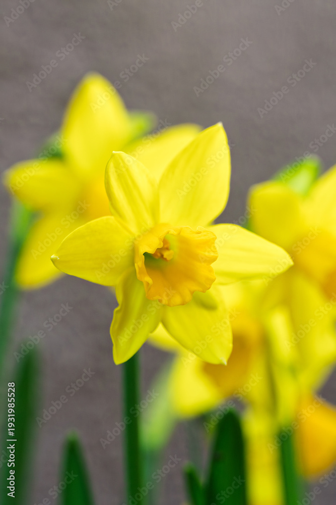 Fototapeta premium Yellow flowers with delicate petals. Springtime daffodils against dull background