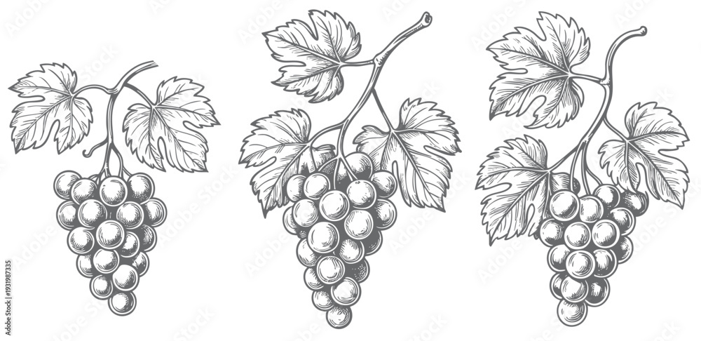 Naklejka premium Vintage vineyard grape branch with hanging clusters in ink engraving. Hand drawn grapevine composition isolated on white background.