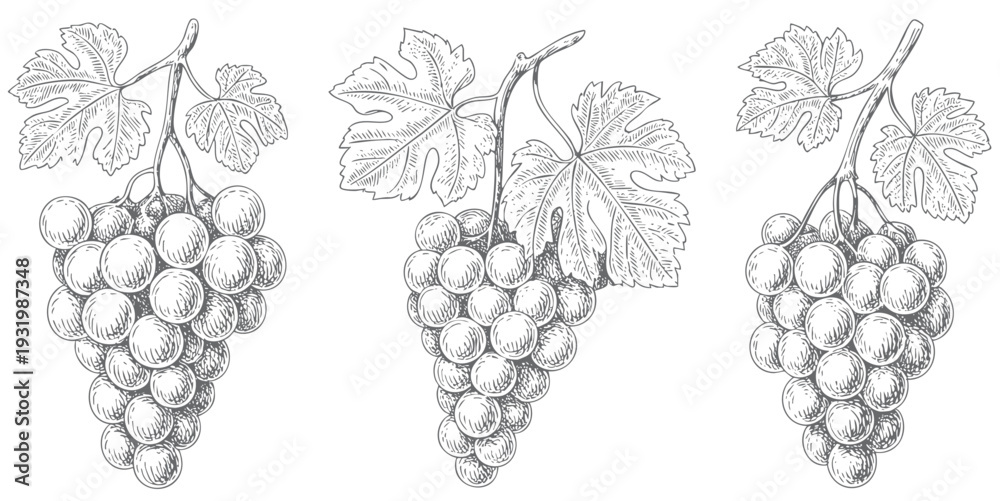 Obraz premium Vintage vineyard grape branch with hanging clusters in ink engraving. Hand drawn grapevine composition isolated on white background.