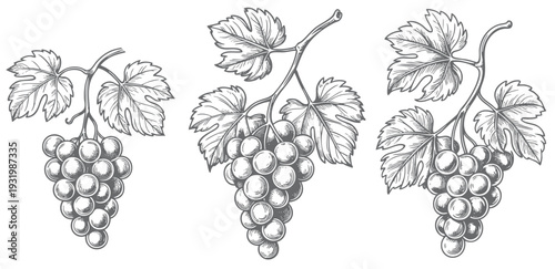 Vintage vineyard grape branch with hanging clusters in ink engraving. Hand drawn grapevine composition isolated on white background.