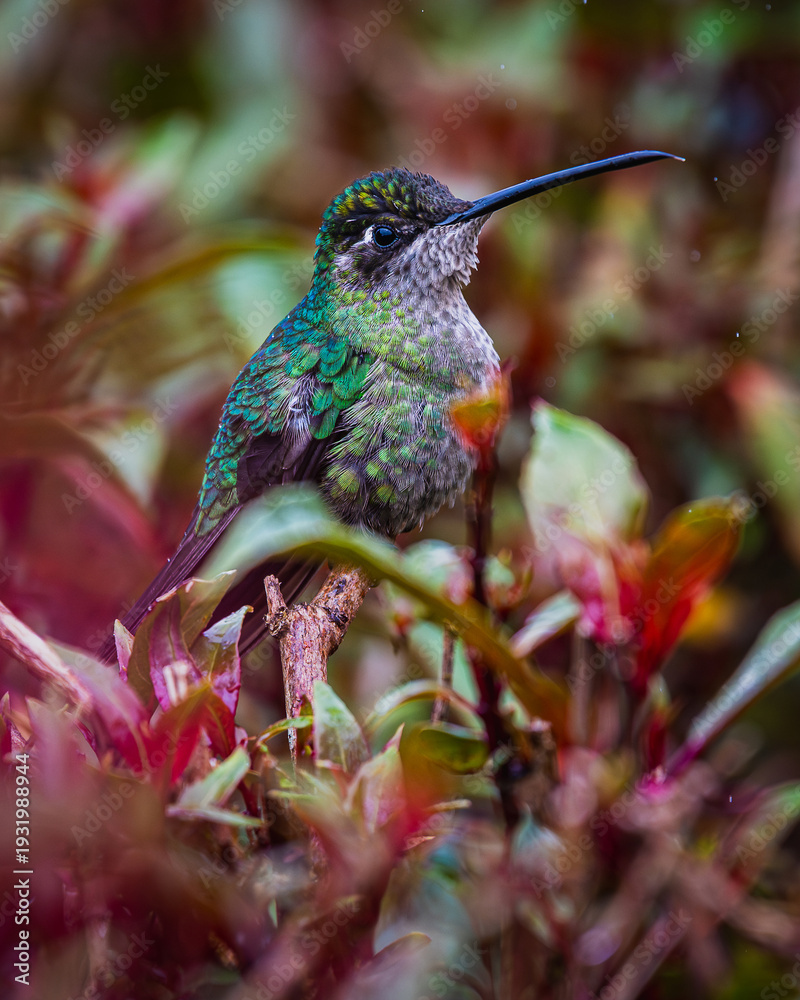Fototapeta premium Talamanca hummingbird (Eugenes spectabilis)