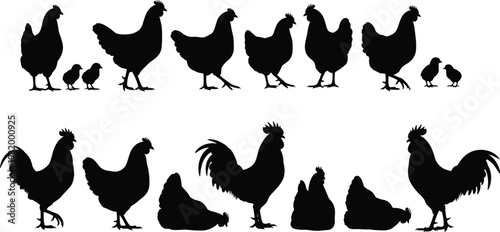 Chicken silhouette collection featuring roosters hens and baby chicks in various poses including standing walking and sitting isolated on white background