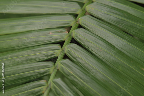 long green leaves running down diagonal stem