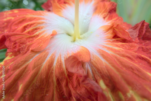 close up of red/orange flower