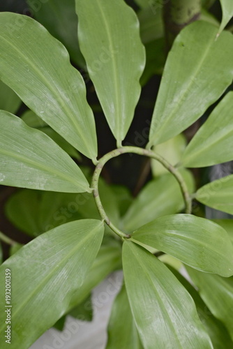 green leaves spiraling down