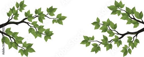 Set of green leafy branches with detailed foliage and dark twigs isolated on white background for nature inspired border design and botanical decorations
