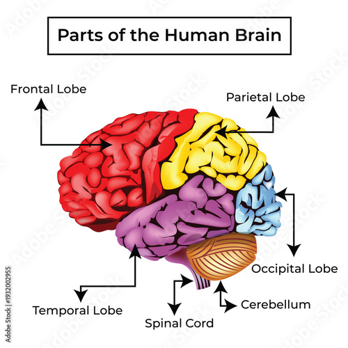 Human brain anatomy illustration showing different lobes and parts like frontal, parietal, temporal, occipital, cerebellum, spinal cord