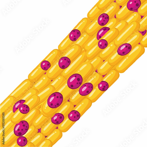 Close up of a corn cob with purple kernels.