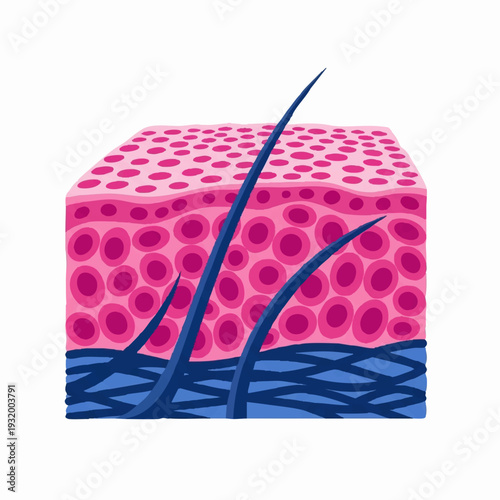 Cross section of human skin with hair follicles.
