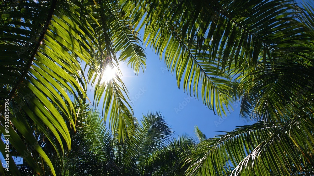 Fototapeta premium Sunlit sky with palm leaves creates a tropical, inspiring summer scene. Positive energy flows from this free, botanical, and botanical setting.