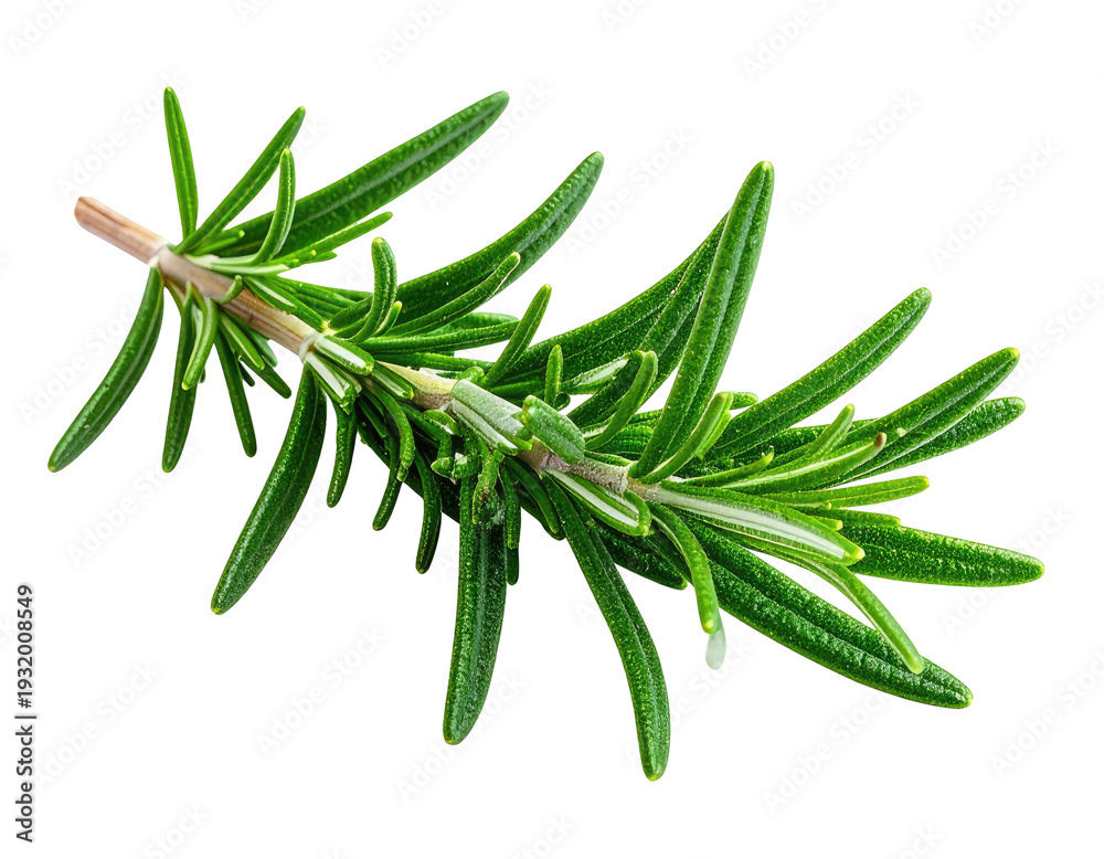 Fototapeta premium Fragrant green herb sprig with narrow leaves on a white background