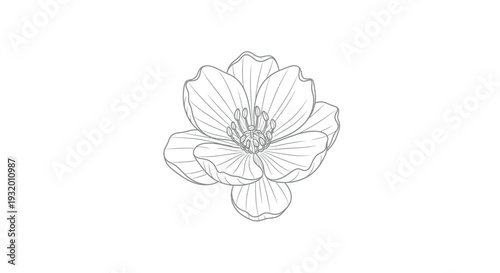 A delicate line drawing of a blossoming flower, petals slightly detailed, centered on white