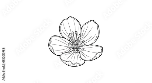 Schilderij op canvas Detailed black and white line drawing of a flower with five petals, centered, on