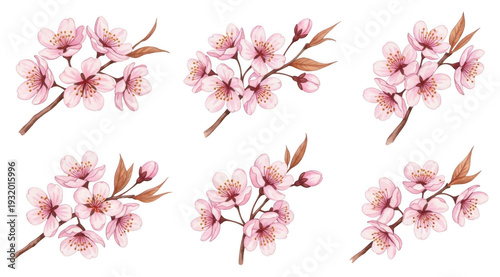 Wallpaper Mural Sakura floral arrangements png pink petals buds woody stems png hand-painted watercolor png oriental botanical png wedding greeting card png transparent background Torontodigital.ca