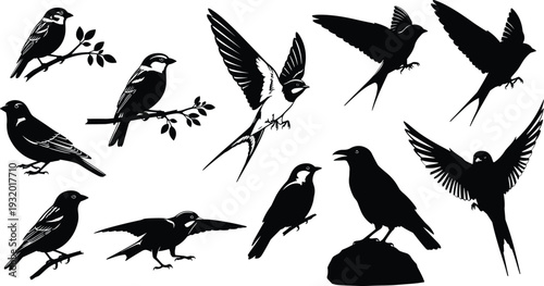 Bird silhouettes vector illustration, perched flying swooping standing on branches and rocks, decorative black and white avian artwork design elements