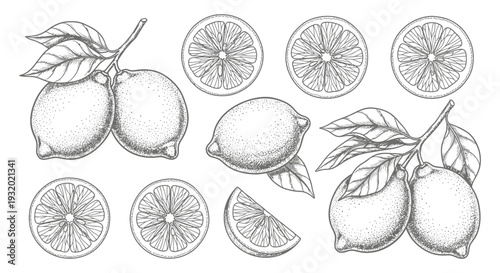 hand drawn vintage lemon illustration depicting fresh whole citrus fruits and vibrant slices on a branch ideal for organic food branding.