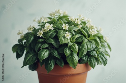 Wallpaper Mural Watercolor basil plant with white flowers in terracotta pot on soft background Torontodigital.ca
