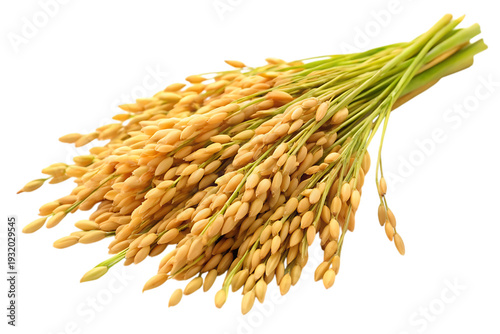 fresh paddy isolated on white background  png, ai generated