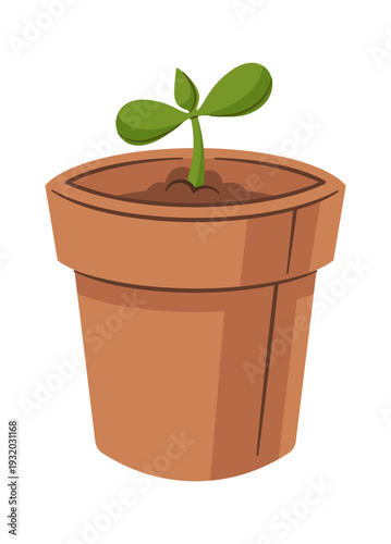 Sunflower plant seedling in pot