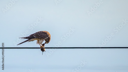 Kestrel with mouse on wire
