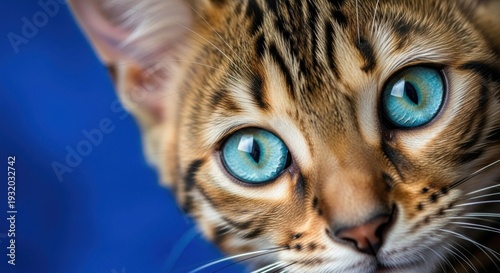 Close-up Portrait of Bengal Cat with Bright Blue Eyes.