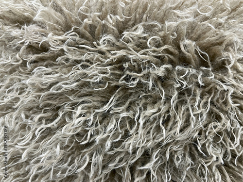Bild auf Leinwand Close-up of thick, curly beige wool fibers creating a soft, fluffy texture