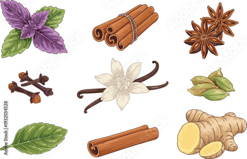 Hand drawn spice and herb collection illustration, cinnamon star anise vanilla ginger basil cardamom isolated vector set