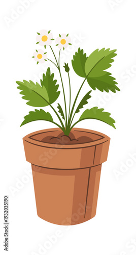 Blooming strawberries plant in pot