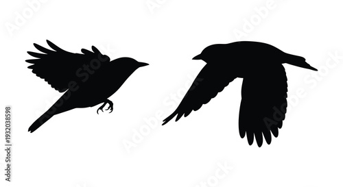 Silhouettes of two birds in flight against a white background