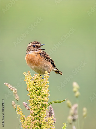 Whinchat singing on flowering meadow plant, vertical closeup.