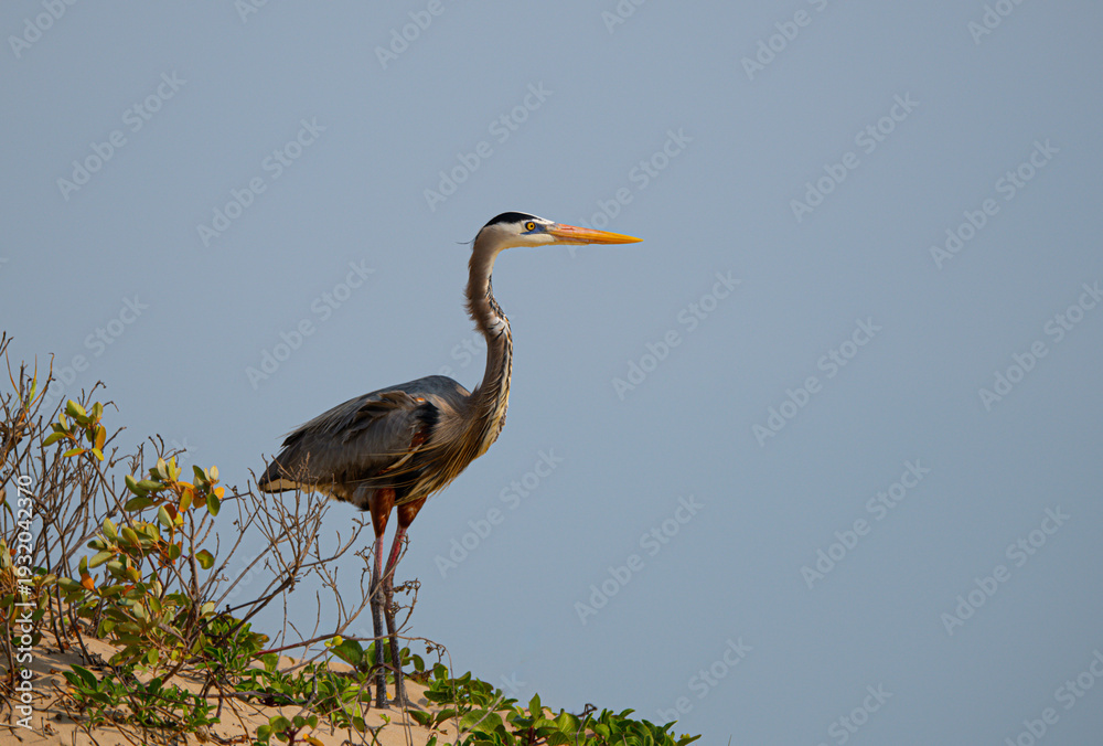 Obraz premium blue heron on a sand dune