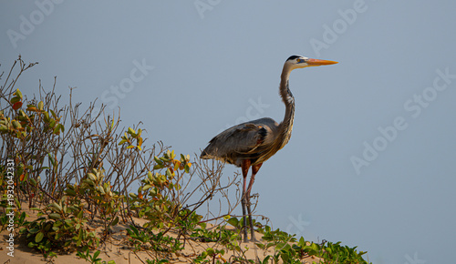 blue heron on a sand dune