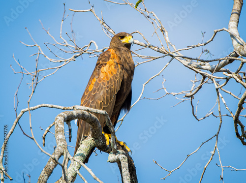 harris's hawk perched on a tree