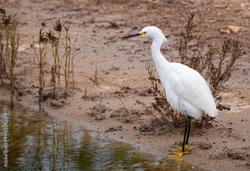 snowy egret on a bank