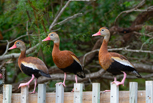 ducks on a fence