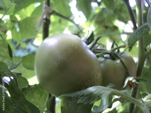 green tomatoes
