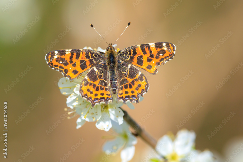 Obraz premium The map butterfly, araschnia levana, close-up portrait