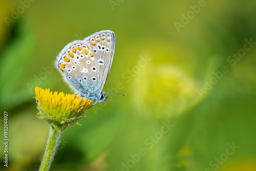 Common Blue butterfly, Polyommatus icarus, pollinating closeup