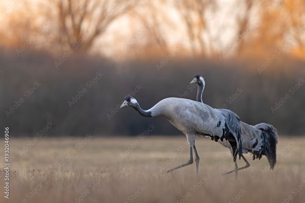 Fototapeta premium Żuraw (Grus grus)